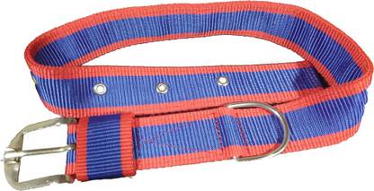 Golden Dog Everyday Collar