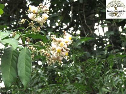 Kapebonavista Hiptage Helicopter Flower Madhavi lata plant, it is a ...