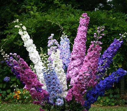R-DRoz Larkspur Flowers Mixed 2x Quality Seeds For Home Garden - Pack of 40 Seeds Seed