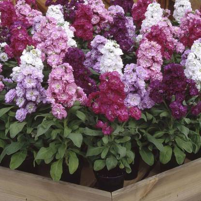 R-DRoz Stock Flowers Mixed Better Germination Flowers Seeds - Pack of 50 Premium Seeds Seed