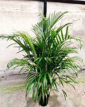 FLARE SEEDS Areca Palm Air Purification Indoor Seed