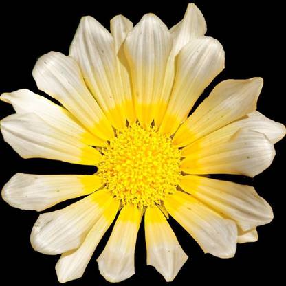FLARE SEEDS Daisy Macro Best Flower Seeds -15 Seeds Seed