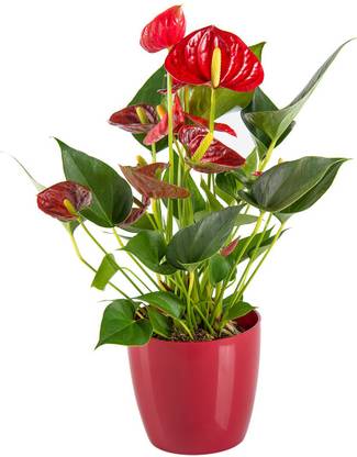 Adopt Plants Anthurium Plant