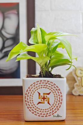Rolling Nature Money Plant