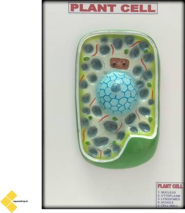 Square Drop Plant Cell Multi Color 3D Wooden Teaching Hands-On Tools for Students and Teachers