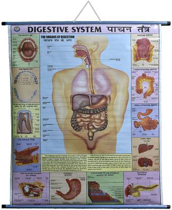 ROLLUP CHART OF DIGESTIVE SYSTEM (PIPE MOUNTED) Photographic Paper