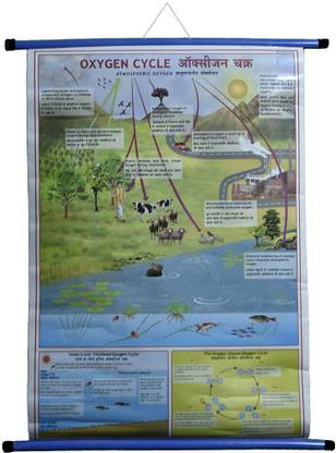 ROLLUP CHART OF OXYGEN CYCLE (PIPE MOUNTED) Photographic Paper