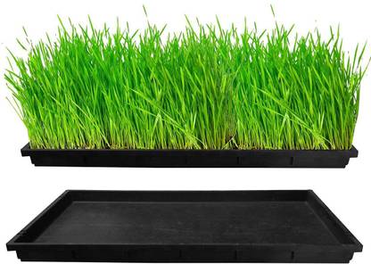 TrustBasket Wheat Grass Trays - Set of 2 Plant Container Set