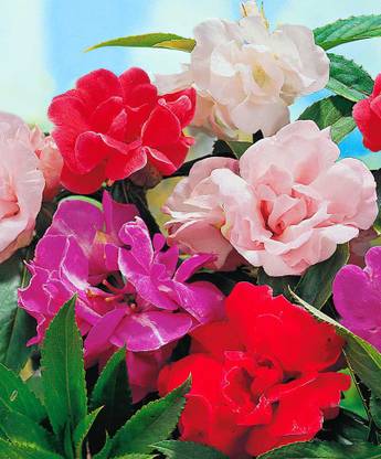 R-DRoz Balsam (Brother of Rose) Mixed Colour Flowers Seeds - Pack of 30 Seeds Seed