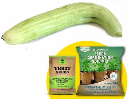 TrustBasket European Cucumber Kakri (OP/Desi) Seeds with Free Germination Potting Soil Mix Seed