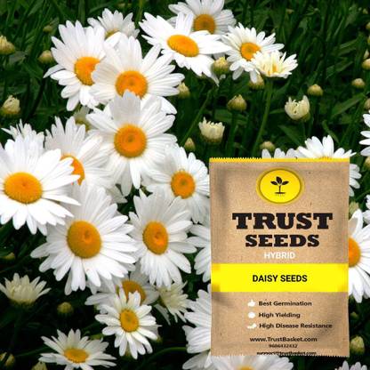 TrustBasket Daisy Flower Seeds (Gmo-free) Seed