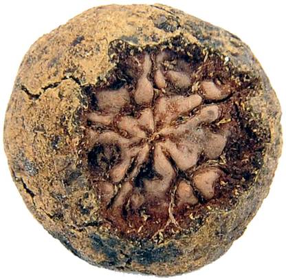 SUBHASHINI Natural Dried Rudraksha Fruit for Pendant Wood Pendant