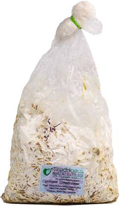 Monday Square Oyster Mushroom Spawn (Pleurotus ostreatus) 400Gm Seed