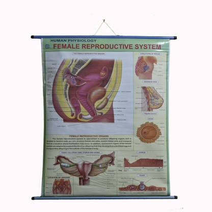 ROLLUP CHART OF FEMALE REPRODUCTIVE SYSTEM (PIPE MOUNTED) Photographic Paper