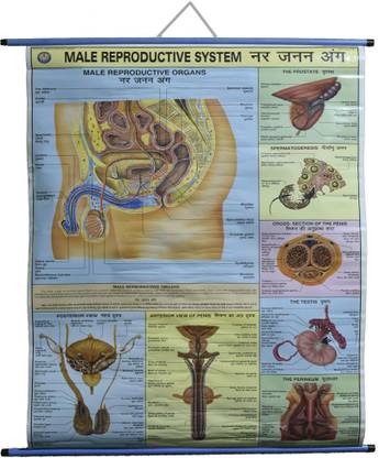 ROLLUP CHART OF MALE REPRODUCTIVE SYSTEM (PIPE MOUNTED) Photographic Paper