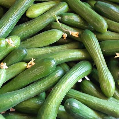 FLARE SEEDS FLARE SEEDS Ridged Gourd Vegetables Hybrid Seeds - 20 Seeds Pack Seed