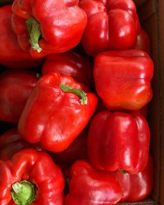 Rosemary Red Capisum Seed