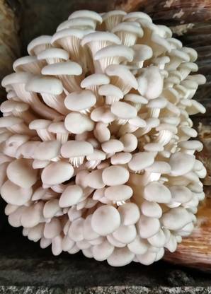Poloo Oyster Mushroom Spawn Seed