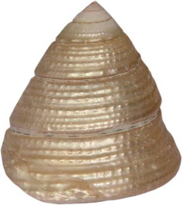 Takshila Gems Moti Shankh / Pearl Conch for Lakshmi Puja (Puja Conch) Decorative, Sacred Shankh