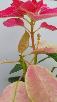 Byzom acianthera pectinata