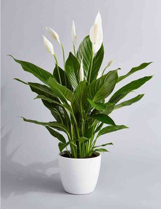 Vamsha Nature Care Peace Lily Plant