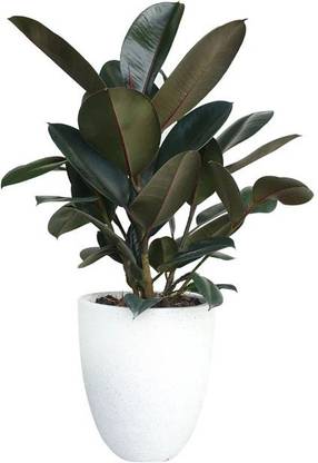 Adopt Plants Rubber Tree