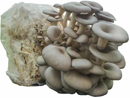 Monday Square Oyster Mushroom spawn 2.4 Kgs Seed