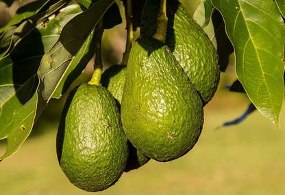 Tends India Tends India Rare Dwarf Hass Avocado Plant Persea Americana 1 Healthy Live Plant Seed