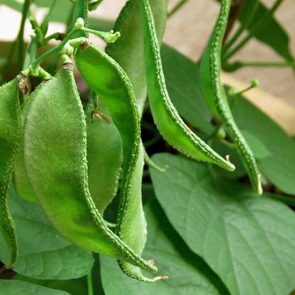 RDS Garden Hybrid F99 Sem Phali Vegetable See Seed