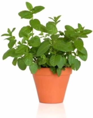 V K Global Mint