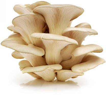 Shroomness White Oyster Mushroom Spawn (700g), with 2 x 100 g Mushroom Cultivation Suppliment Seed