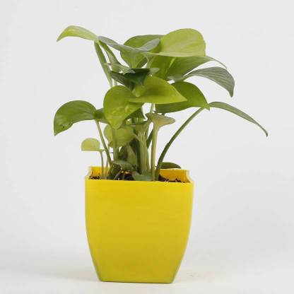 Bromine Money Plant