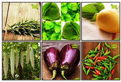 OhhSome Seeds Garden Combo Herb Seeds & Vegetable Seeds : Snakegourd, Brinjal, Bird Chilli -Red, Rosemary, Mint, Lemon Basil Fruit Seeds For Home Garden Seed