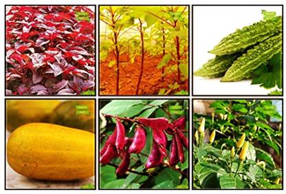 OhhSome Rare Seeds Combo Vegetable Seeds : Amaranthus(Red), Amaranthus(Green), Bittergourd Priyanka - White Large Spindle Fruits , Cowpea (Vj ), Cucumber Sambar, Bird Chilli -White For Gardening Seed
