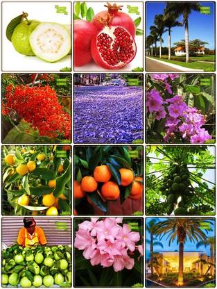 OhhSome Seeds For Gardening Combo Fruit & Tree Seeds : Citrus Seeds, Orange, Papaya, Thailand Guava, Oreodoxa Regia (Bottle Palm), Date Palm, Jacaranda Mimosafolia, Flame Tree, Queen Crape Myrtle, Nerium Oleander, Lemon Guava, Pomagranate Terrace Gardening Seed