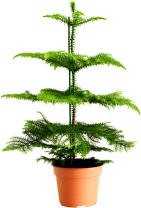ALG Christmas Tree Plant