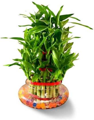 Real Nature Three Layer Bamboo Plant