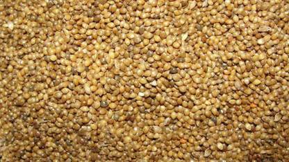 varsha traders Organic Natural Little Millet Seeds / Sama / Gajro / Kuri / Kutki / Same / Sava / Suan / Swank / Samalu / Samai Milllet Seed for - 1Kg Seed