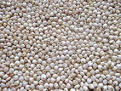 varsha traders Organic Natural White Sorghum Seeds / Jowar / Jowari / Juar / Jola / Juara / Cholam / Jonna / Great Millet Seed For 1Kg Seed