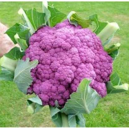 Raunak CAULIFLOWER DI SICILIA VIOLETTO VARIETY Seed