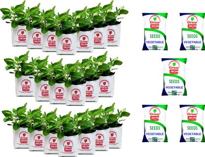 Grow Basket Grow Bag - UV Stabilized, Long Life Bags for Small and Medium Plants ( Pack of 20 Bags - Size: 30 x 16 x 16 cm) + ( 5 Vegetables seeds packets) Seed
