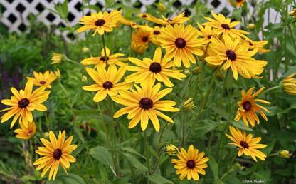 MODERN PLANT Yellow Daisy Seed