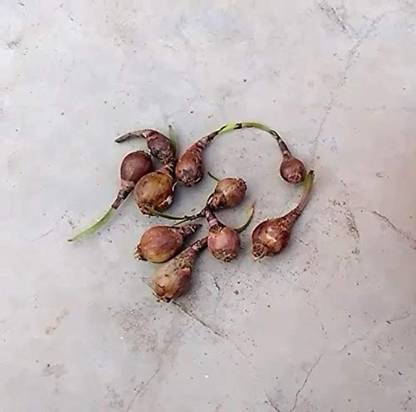 SHOP 360 GARDEN Zephyranthes Candida Lily / White Rain Lily Bulbs Seed