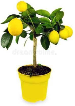 Balajis Retailers Lemon Plant