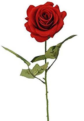 Rosemary Rose Flower Seeds for gardening, Red Rose Flower Seeds, Rose Flower seeds for all season Seed