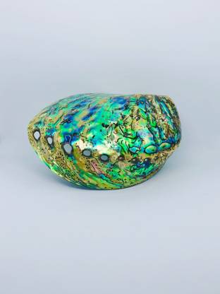 aj seashells Abalone Oyster Shell 100% Natural Decorative Showpiece  -  12 cm