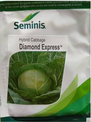 seminis cabbage Seed