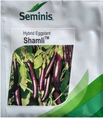seminis eggplant Seed