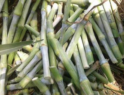 IAgriFarm CO5 Hybrid Napier Grass Double Budded Slips Seed