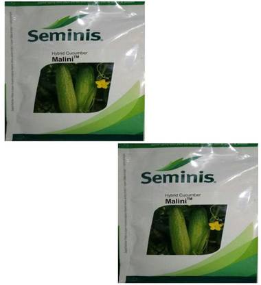 seminis cucumber Seed